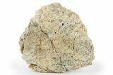 Agatized Fossil Coral Geode - Florida #250942-1